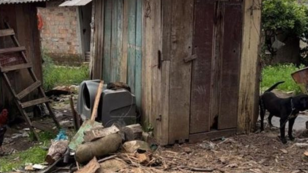 Sem água, comida e presos a correntes, 29 animais são resgatados de situação de maus-tratos em SC