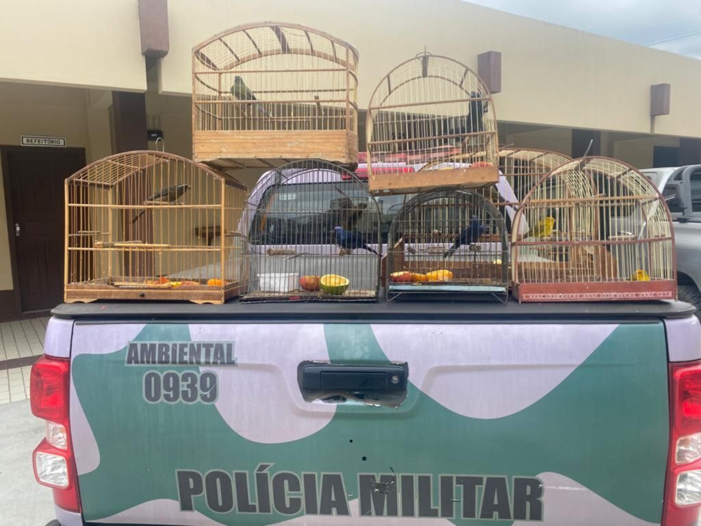 Polícia Militar Ambiental faz apreensão de pássaros em cativeiro