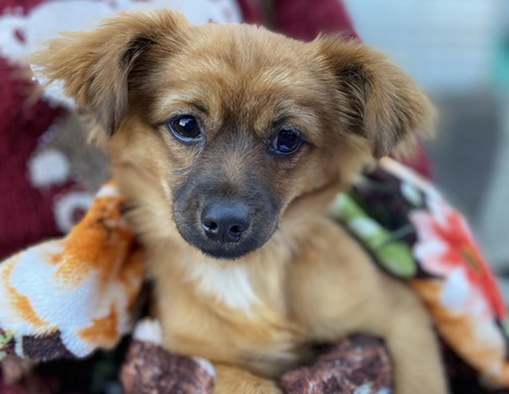 Mais de 200 pets são castrados