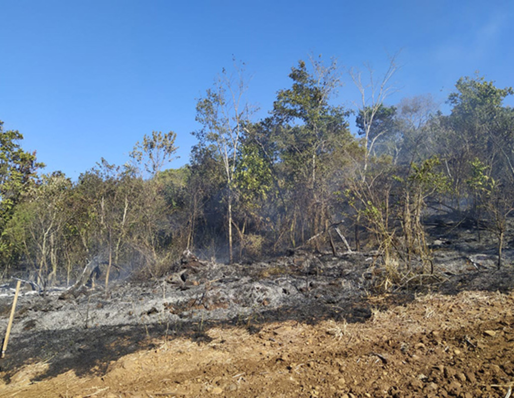 Incêndio em reflorestamento