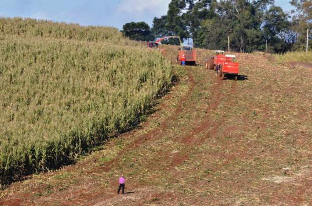 Recuperação na lavoura de milho