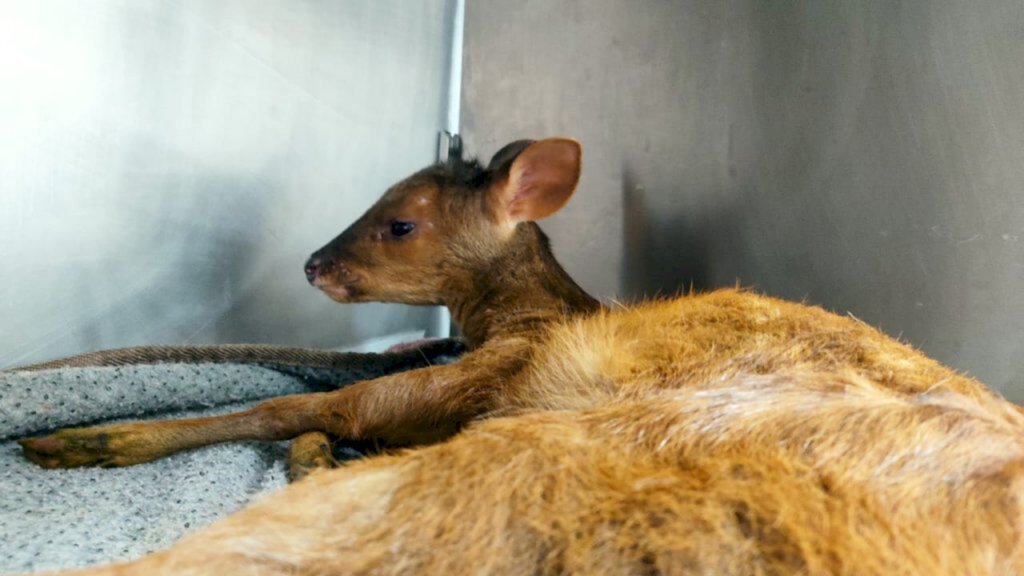 Polícia Militar Ambiental resgata animal silvestre