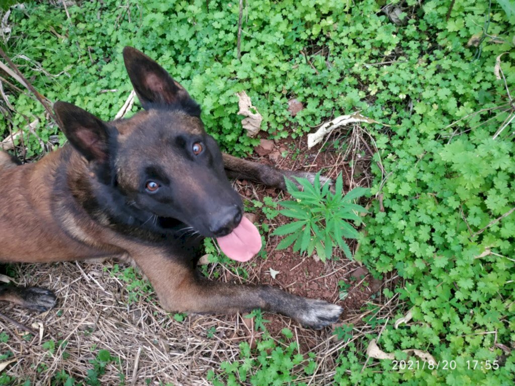 Seis pés de maconha são encontrados pela polícia