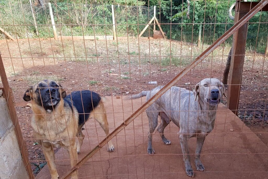 Arquivo Folha do Oeste - 