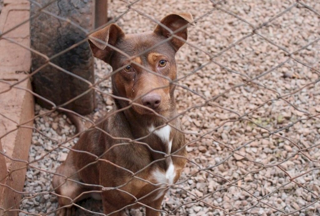 Arquivo Folha do Oeste - 