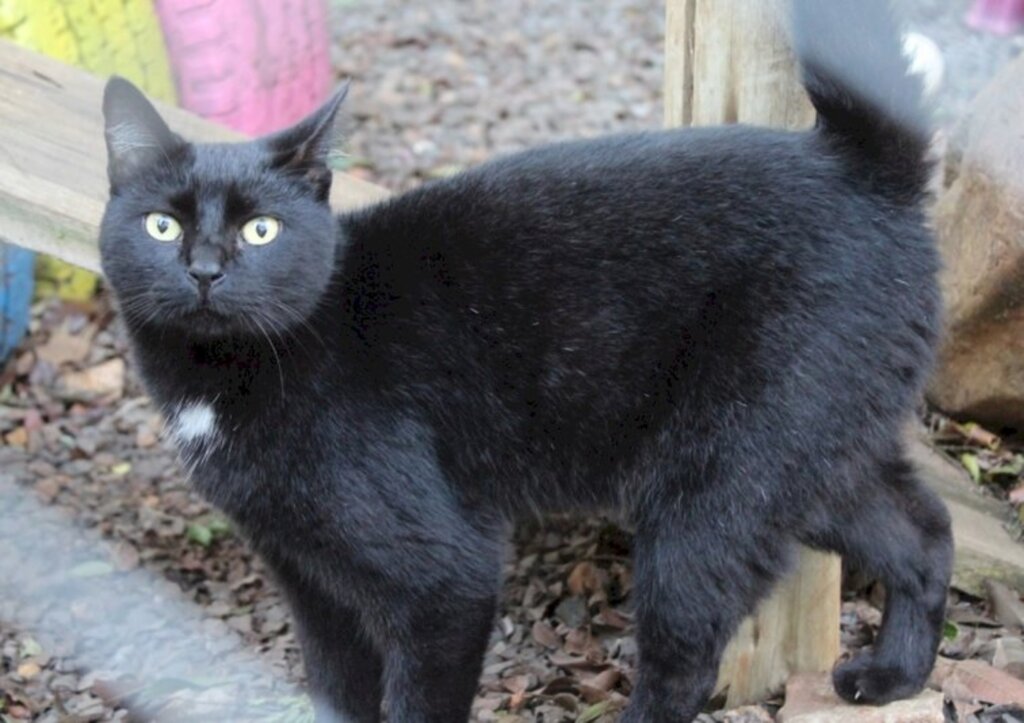 Arquivo Folha do Oeste - 