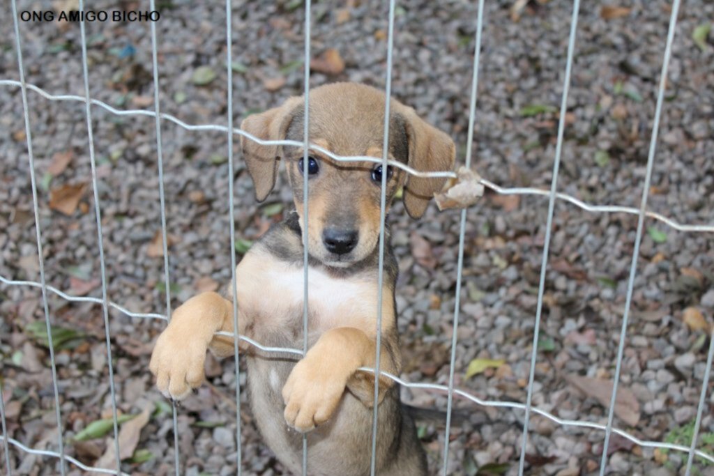 Salve uma vida, adote um animalzinho!
