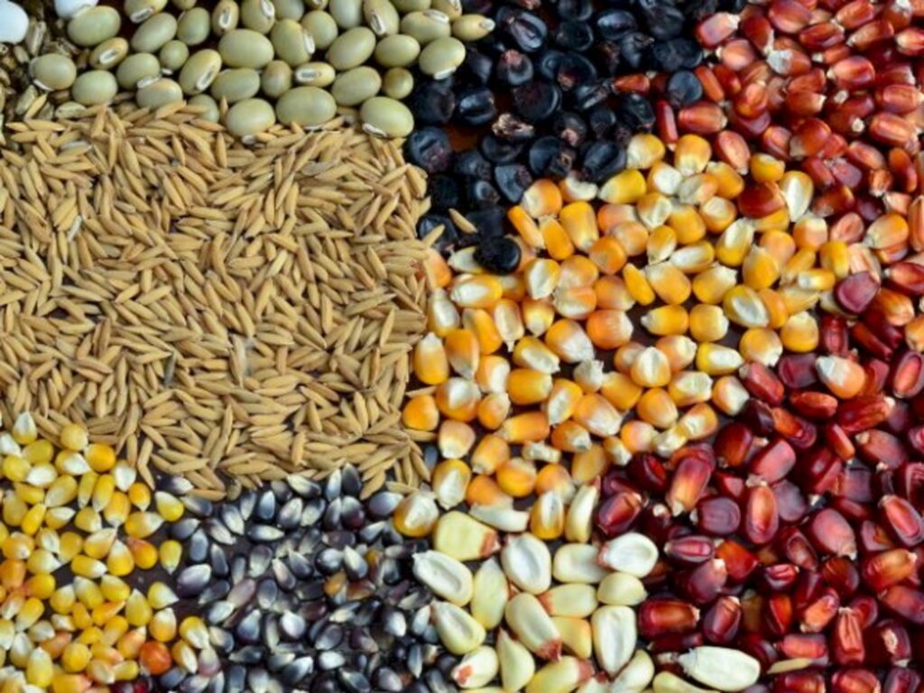 Divulgação/ Epagri - 