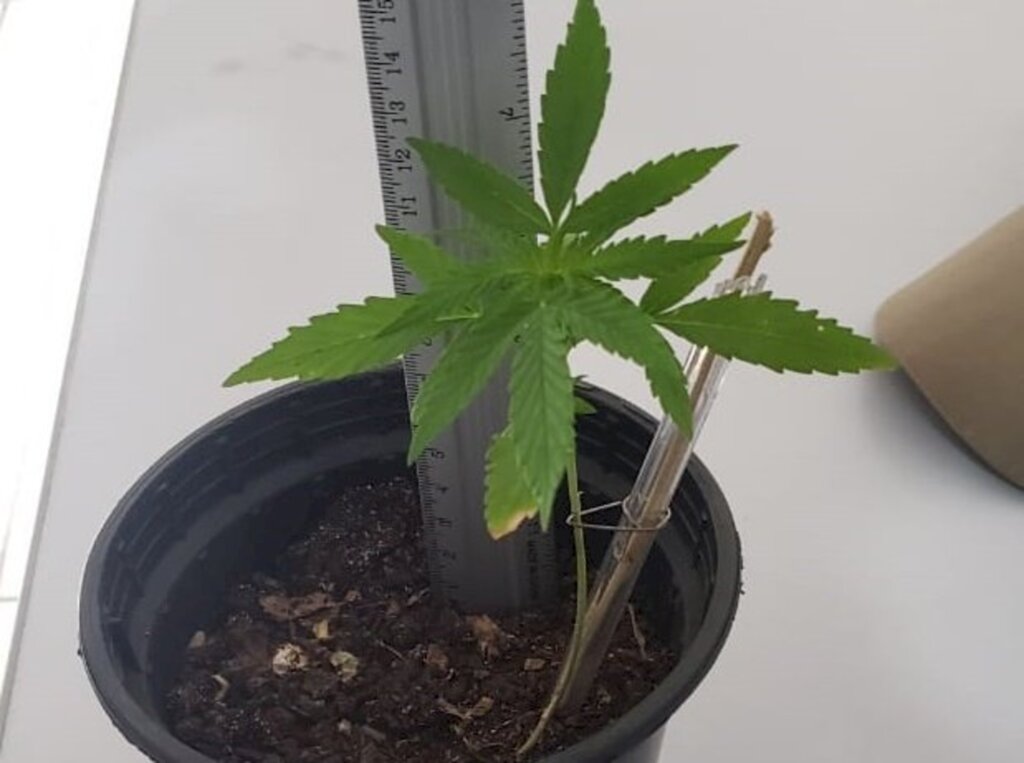 Divulgação / Polícia Militar - 