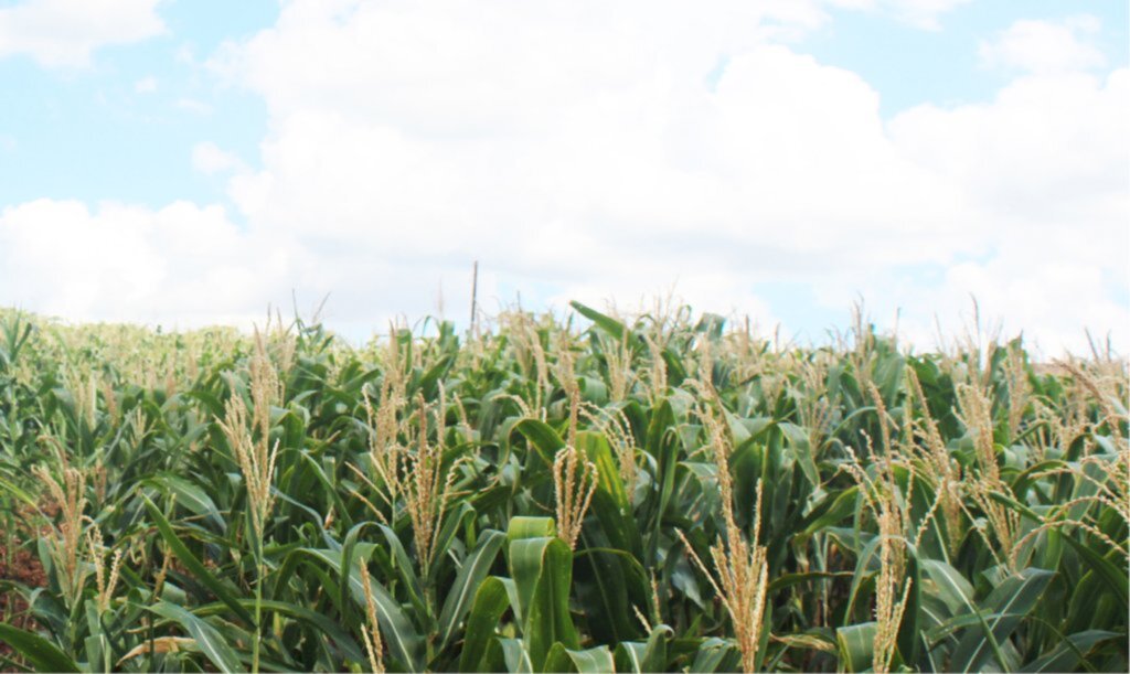 Arquivo Folha do Oeste - 