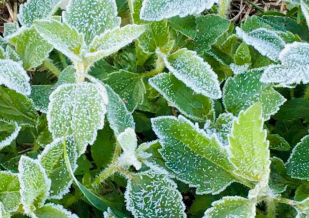 Arquivo Folha do Oeste - 