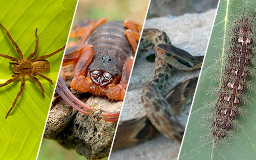 Divulgação / Dive - 