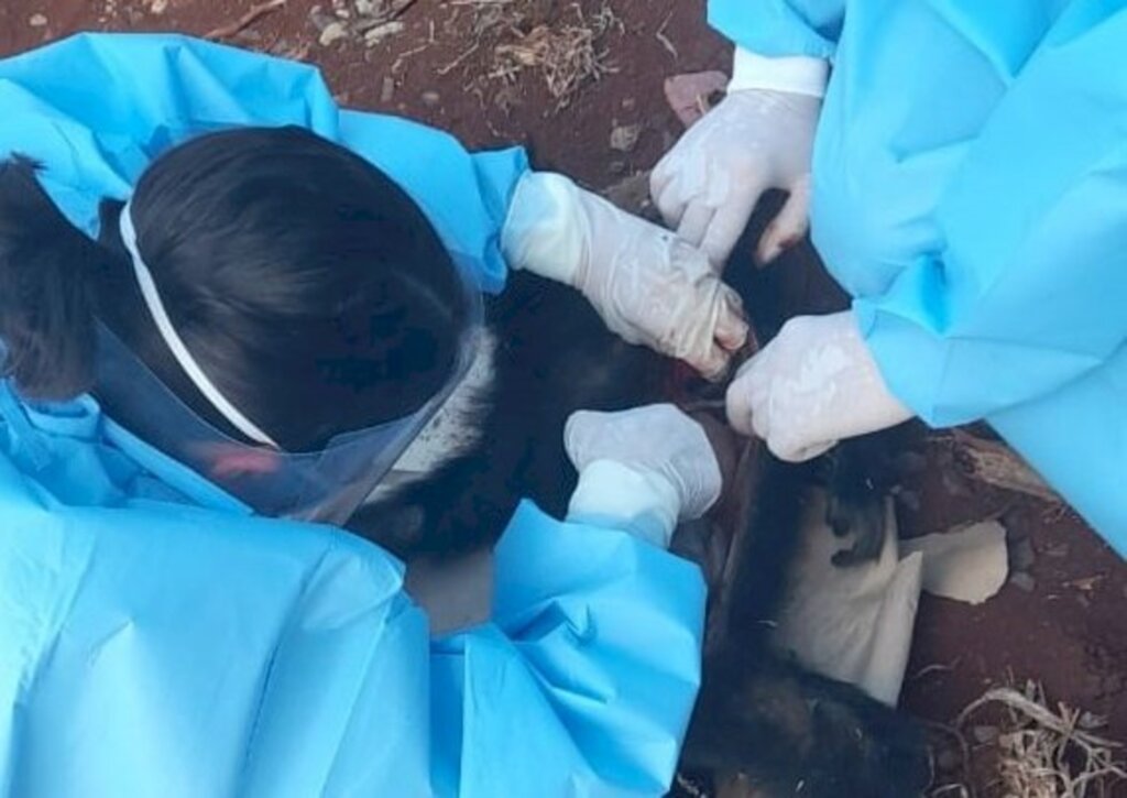 Divulgação/Ascom - 