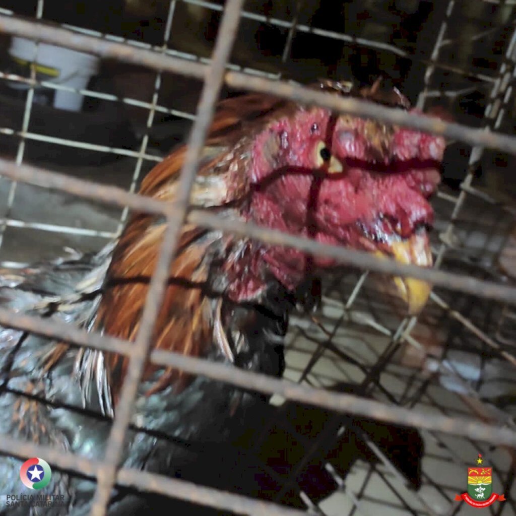 Polícia Ambiental - 