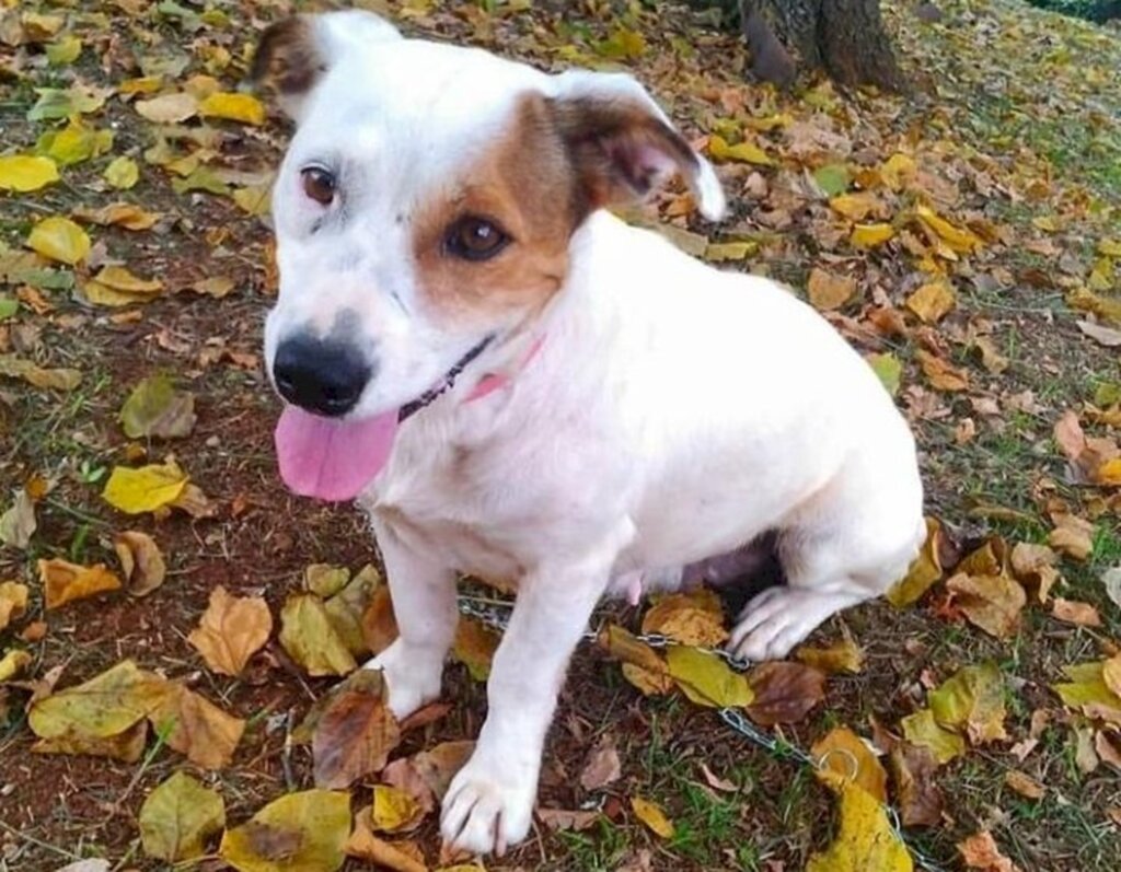 Amigo Bicho: Eles também precisam da sua ajuda