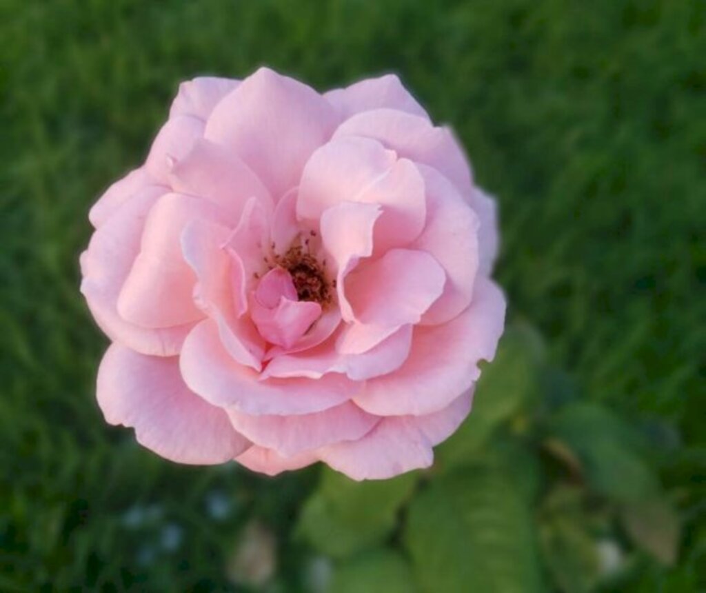 Carolina Rios/ FCC - 