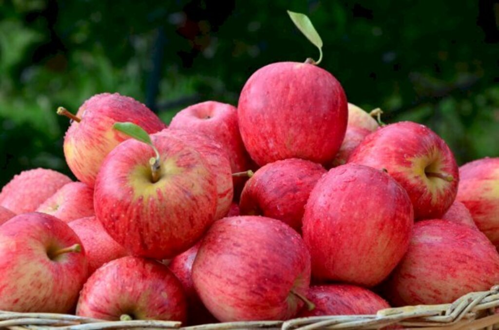 Aires Mariga / Epagri - 