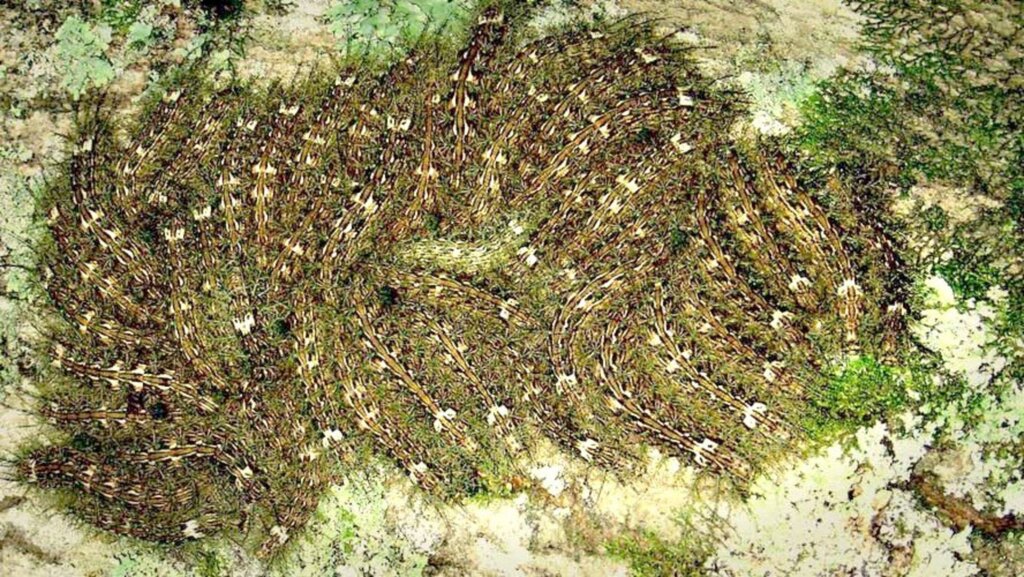 Período exige atenção especial com os animais peçonhentos