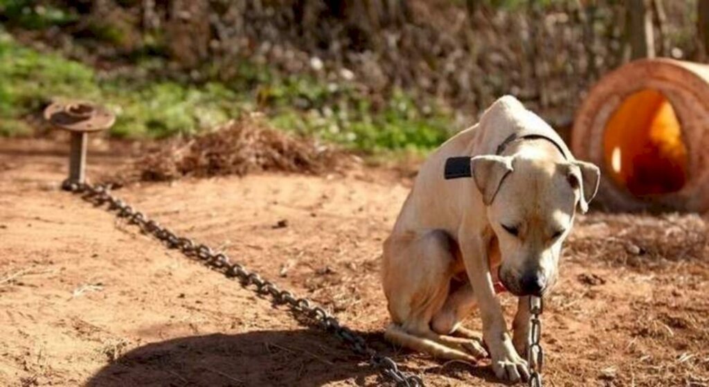 Reprodução Internet - 