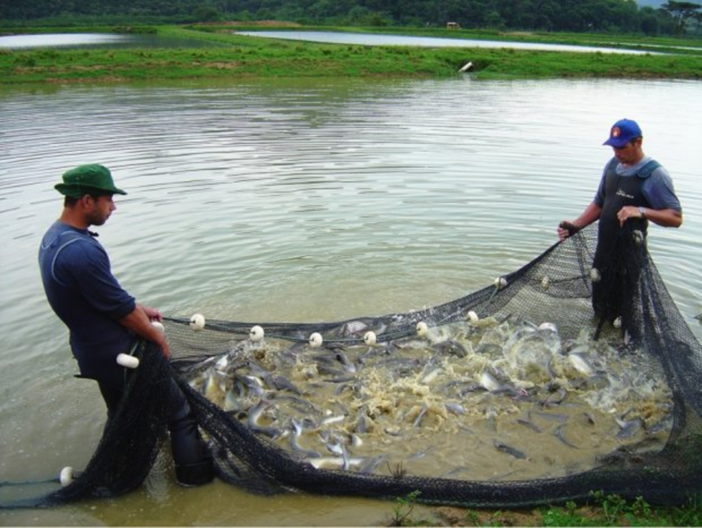 Divulgação/ Arquivo/ Epagri - 
