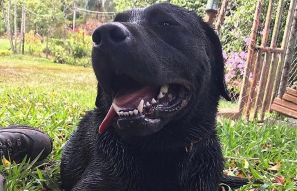 Corpo de Bombeiros dá adeus a cão Barney