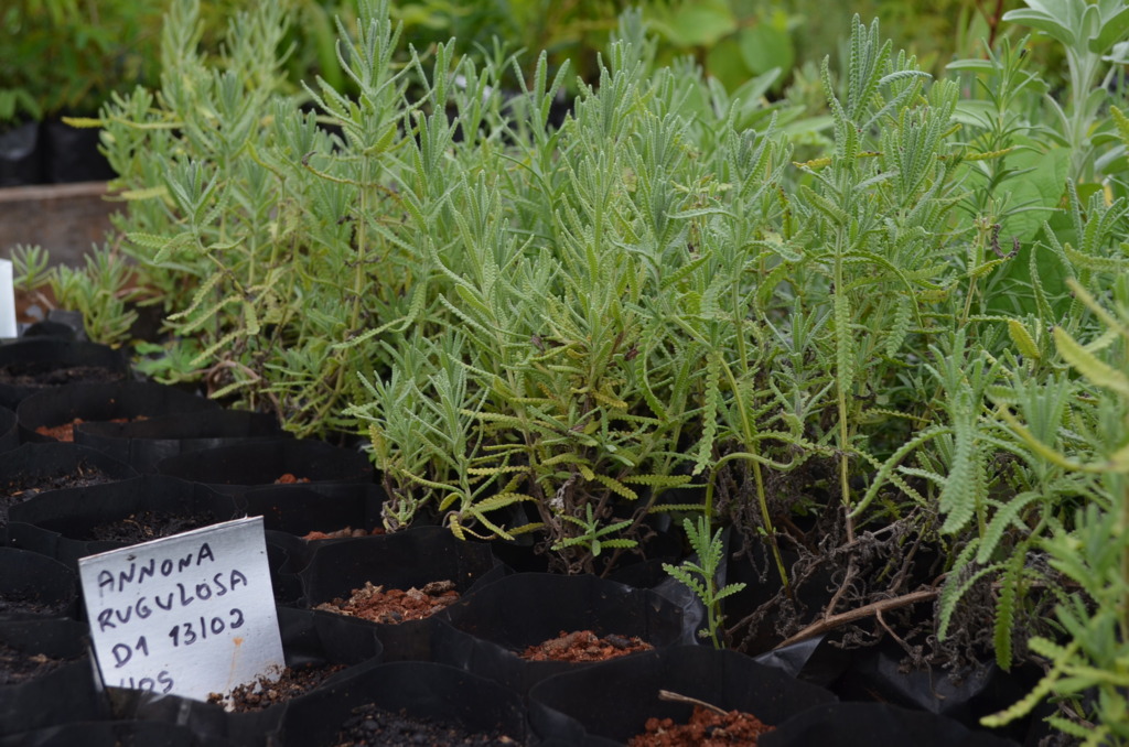 Viveiro distribuiu cerca de 50 mil mudas