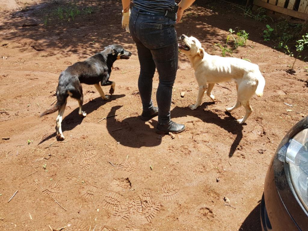 Polícia resgata animais vítimas de maus-tratos