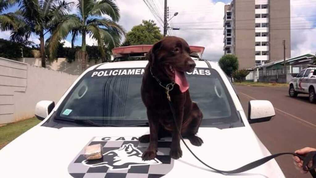 Cão faz sua primeira apreensão de drogas