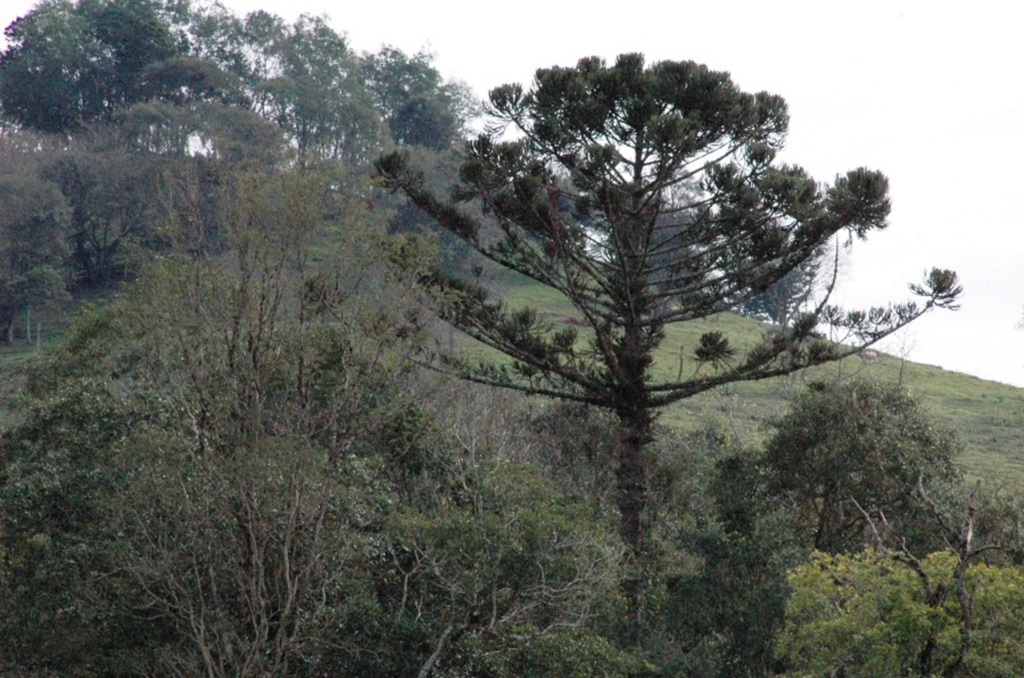 Certificado de Cadastro Rural já está disponível
