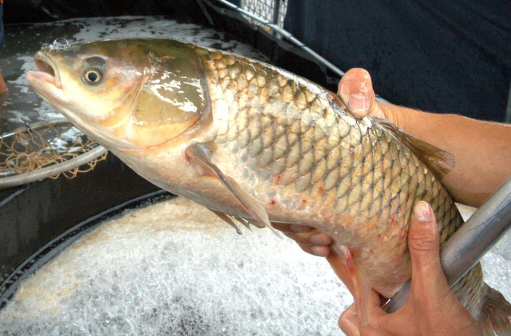 Feira do Peixe será nos dias 28 e 29