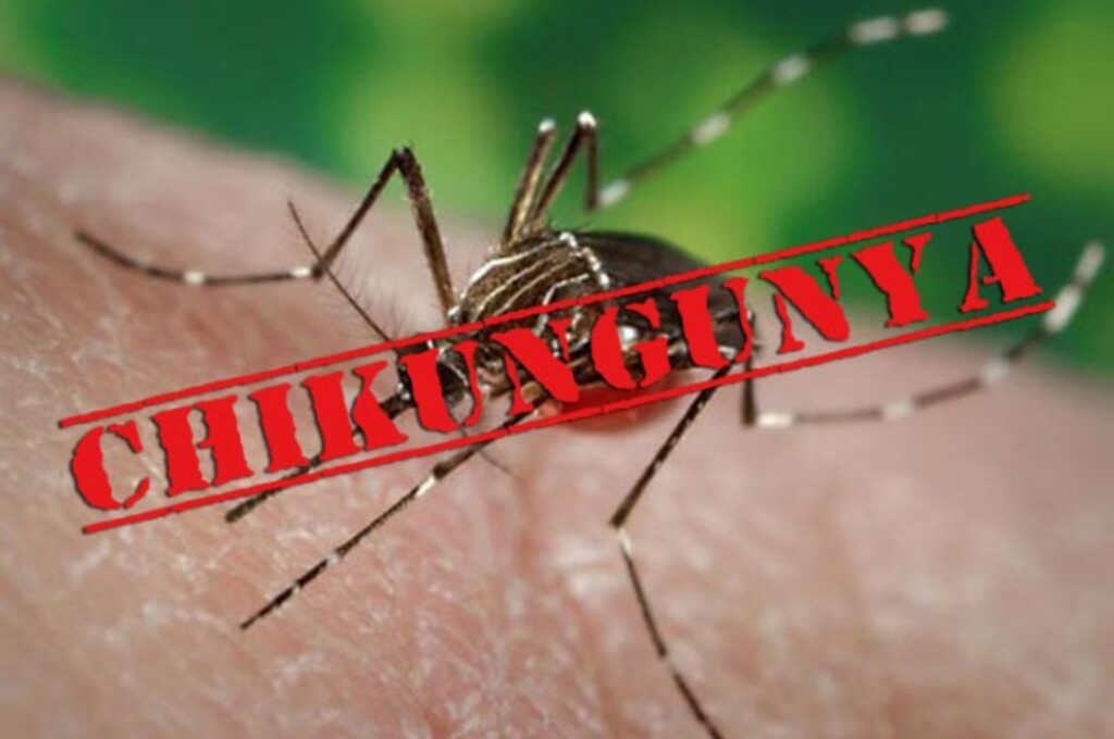 Confirmado um caso de Chikungunya em SMOeste