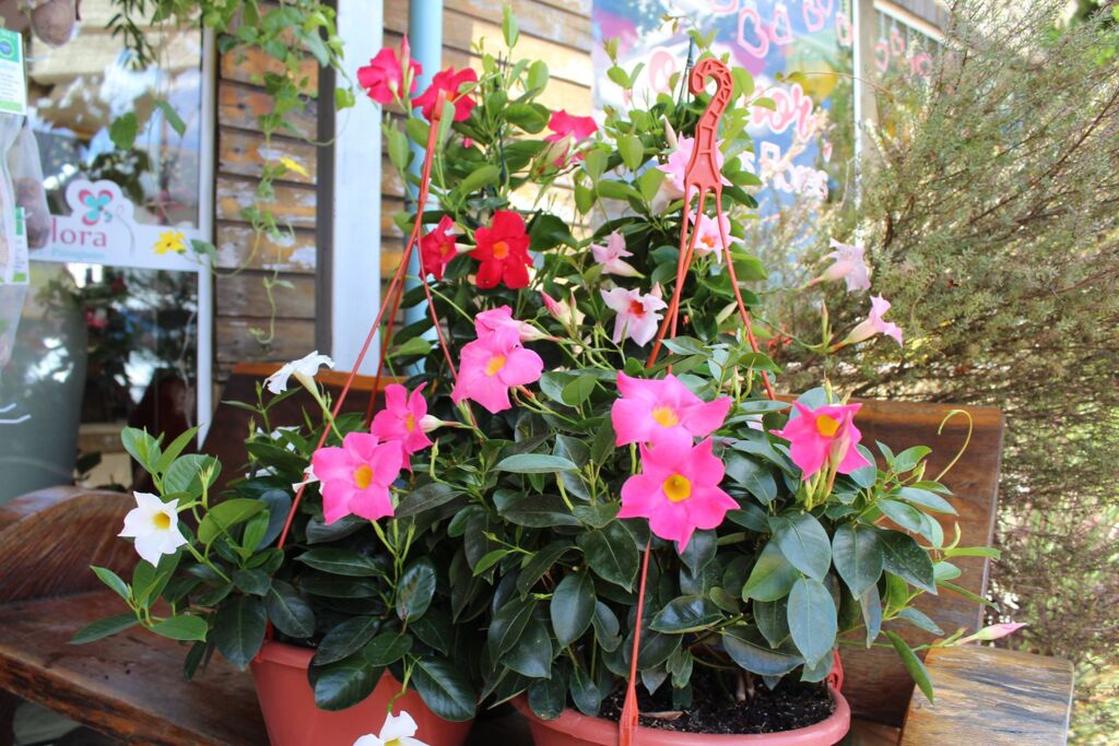 Flores, sempre bem-vindas...