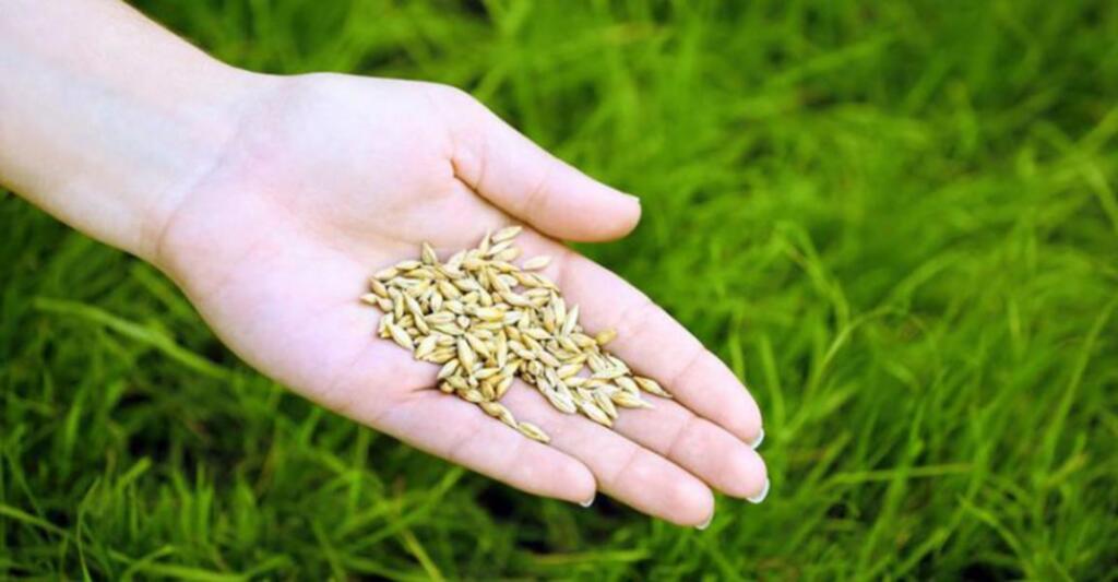 Programa Sementes para Cobertura e Pastagens de Inverno vai beneficiar agricultores