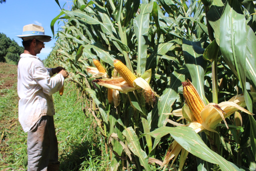 O impacto do clima na produção agrícola