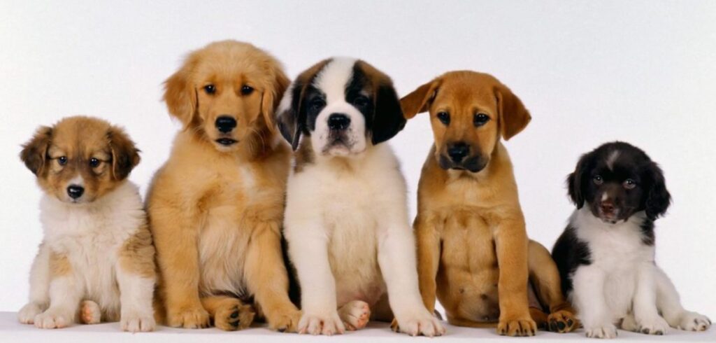 Ilustração/Divulgação - 