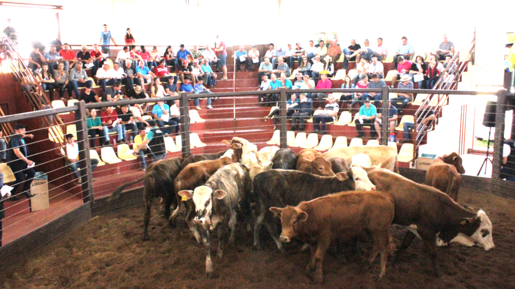 Arquivo Folha do Oeste - 