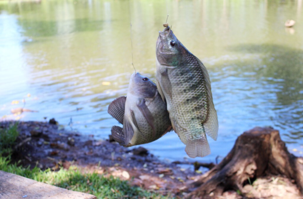 Roberson Wagner/Folha do Oeste - 