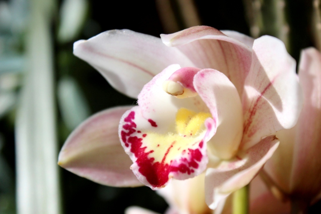 Liange Gattermann/Folha do Oeste - 