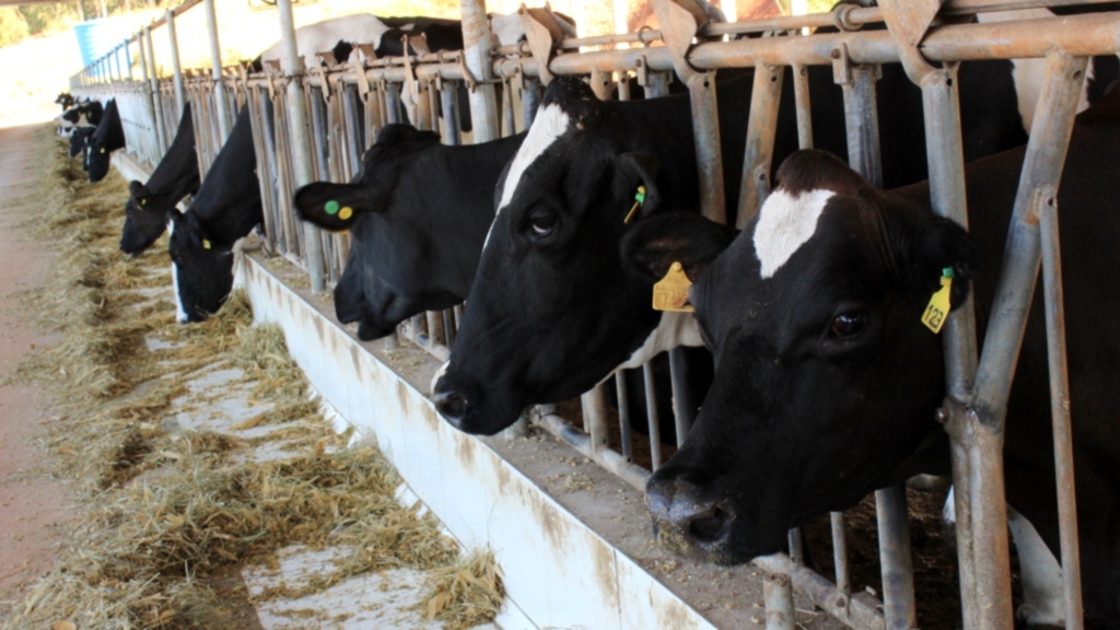 Tiago Rosário/Folha do Oeste - 