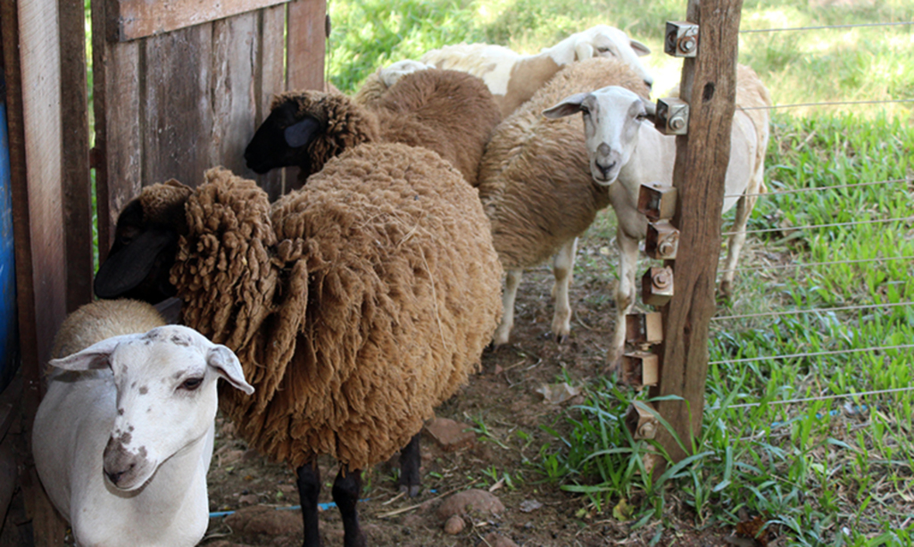 Roberson Wagner/Folha do Oeste - 