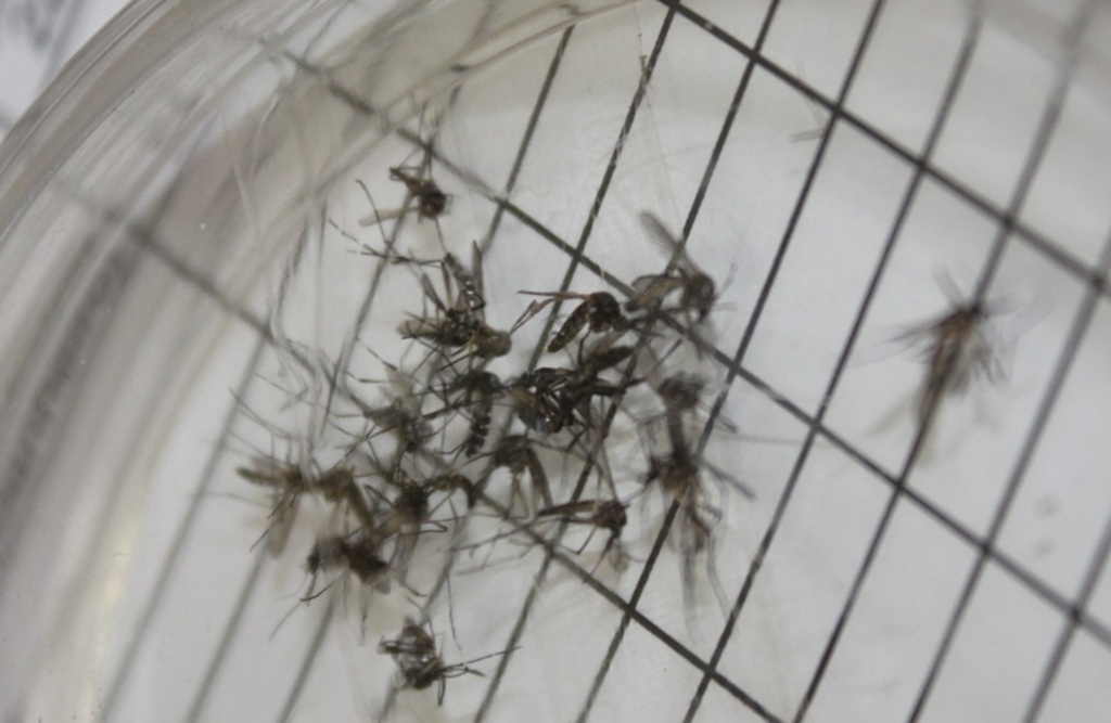 Drieli/Folha do Oeste - 