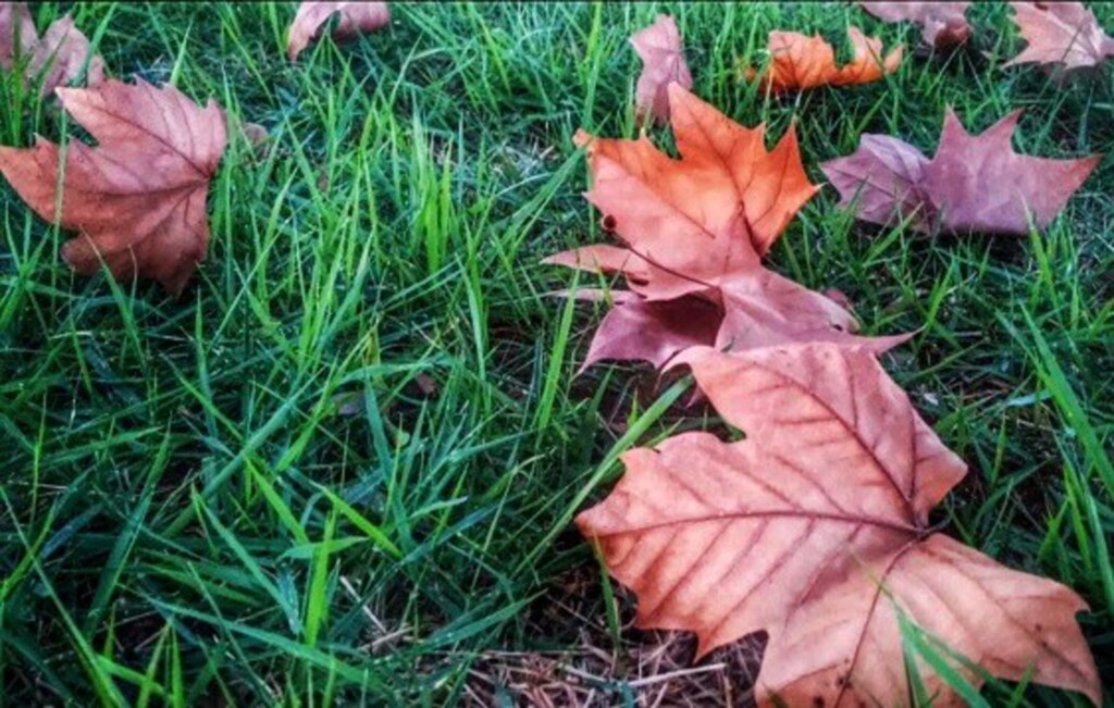 Ana Liebert/Folha do Oeste - 