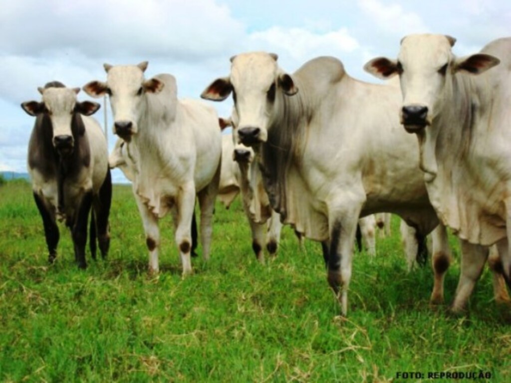 Governo do Estado anuncia novidades para a pecuária de corte