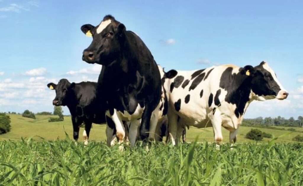 Aliança Láctea Sul Brasileira define grupos de trabalho para direcionar as ações dos setores público