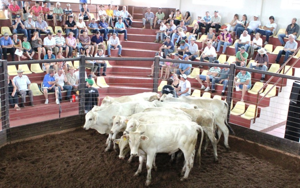 Criadores de Bovinos promovem remate neste final de semana