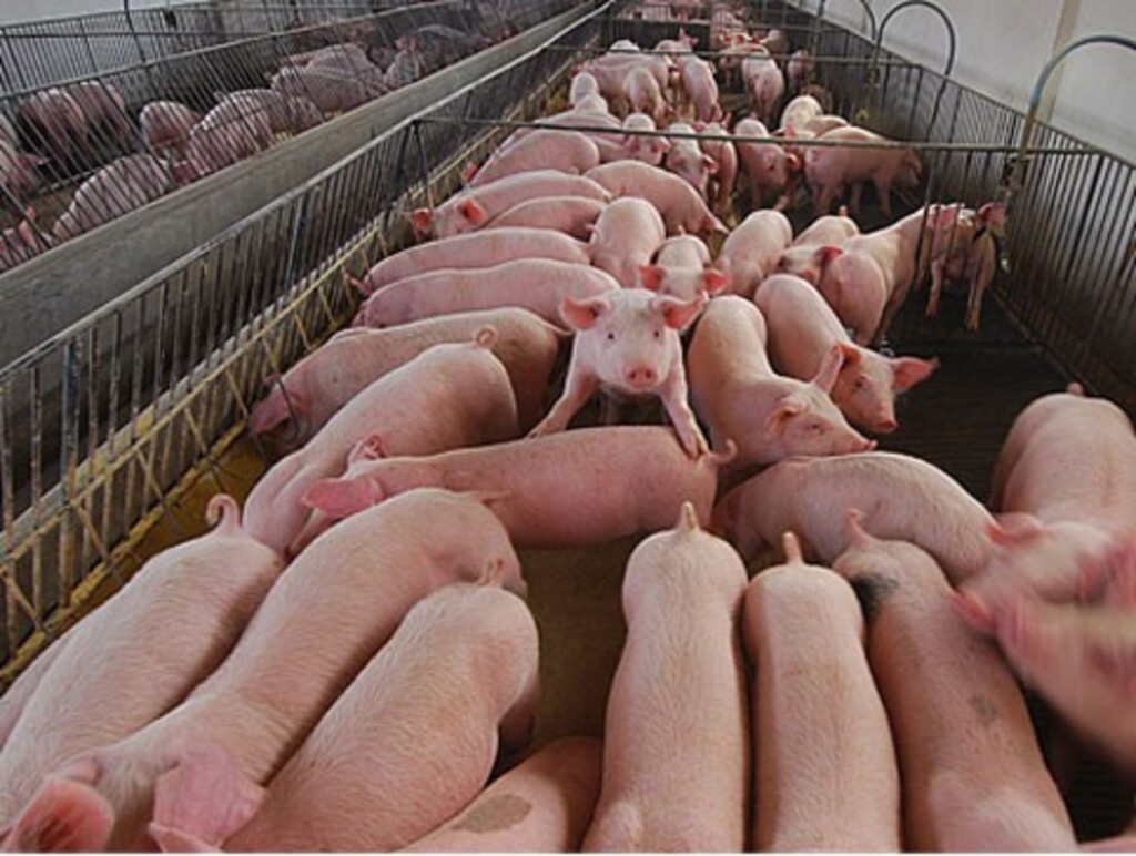 Argentina pode importar suínos vivos de SC