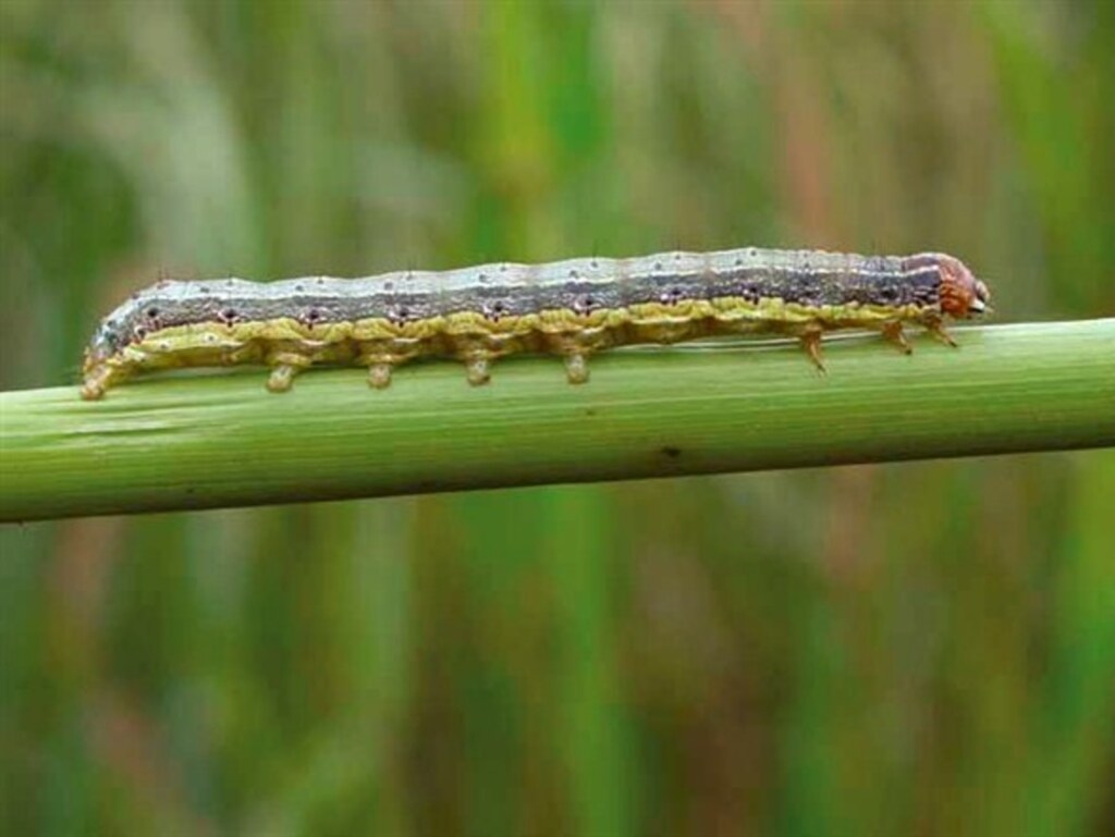 Pastagens do extremo oeste estão infestadas de lagartas