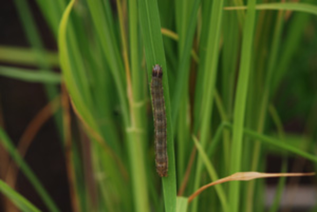 Divulgação/Ilustração - 