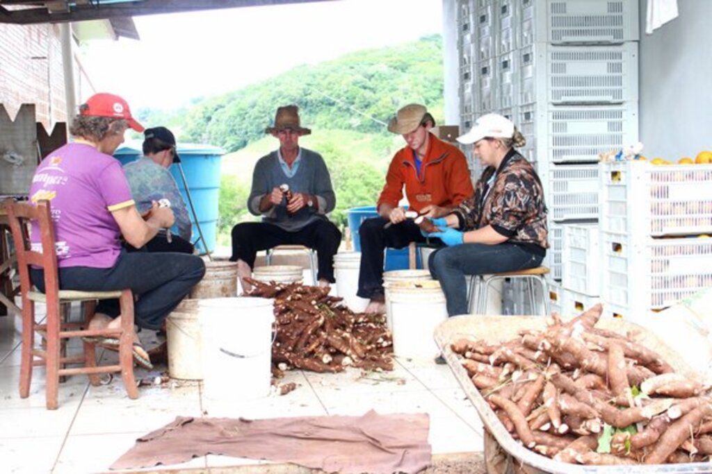 Folha do Oeste - Na última segunda-feira, família Schmitz descascou cerca de 500 quilos