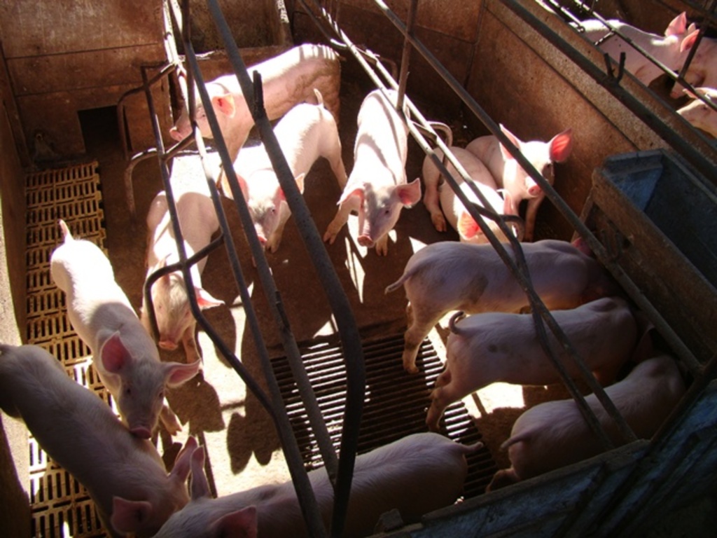 Arquivo Folha do Oeste - 